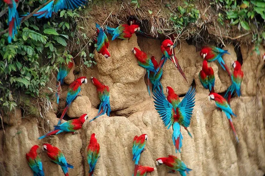 Experience the Spectacular Macaw Clay Lick