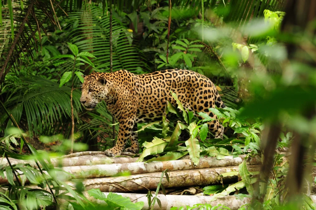 Mammals of the River and Jungle